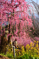 垂れ桜