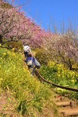 菜の花河津桜