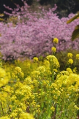 菜の花河津桜
