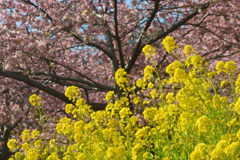菜の花