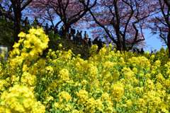 菜の花