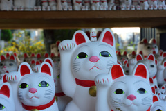 猫寺