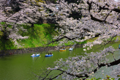 千鳥ヶ淵