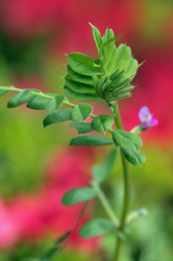 ２０１２花5