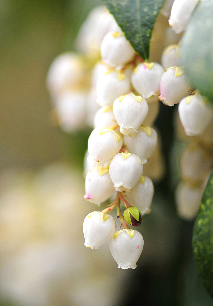 花３