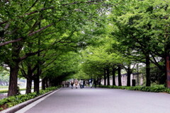 国営・昭和記念公園