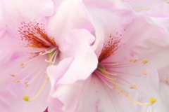 ２００８．５．９花の公園石南花２トリミング