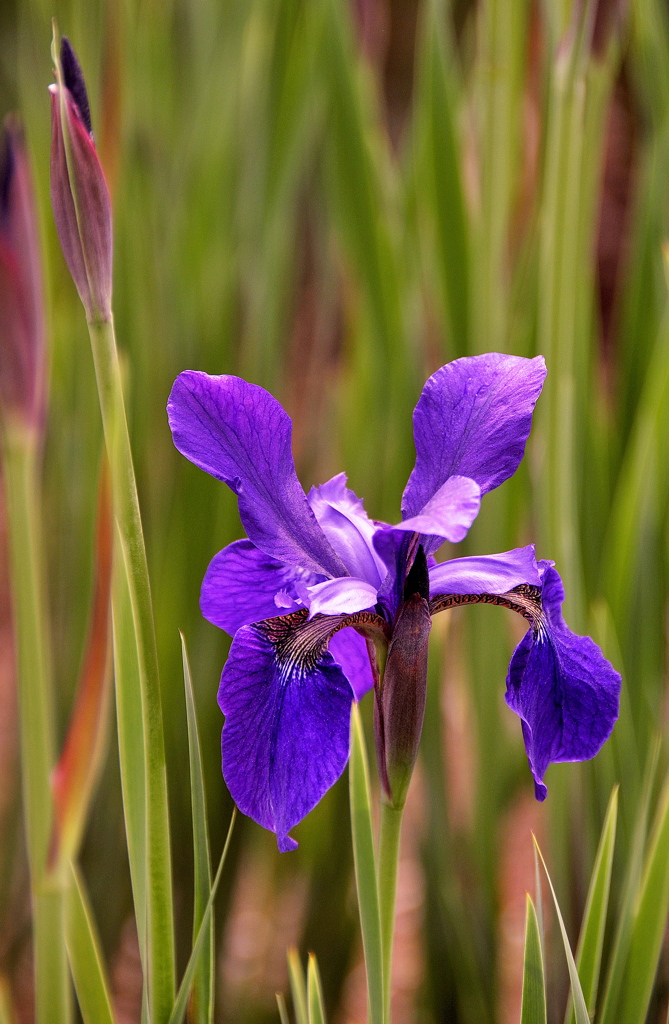 ２００８．５．９花の公園菖蒲１