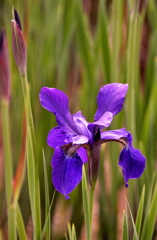 ２００８．５．９花の公園菖蒲１