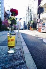 朝7時渋谷の路地裏の花
