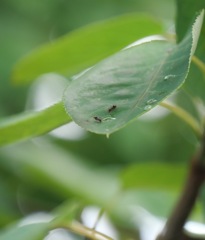 雨後