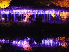 紅葉ライトアップ③