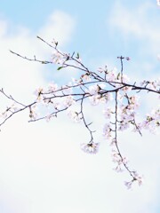 夢見草