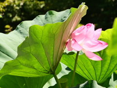 隣で