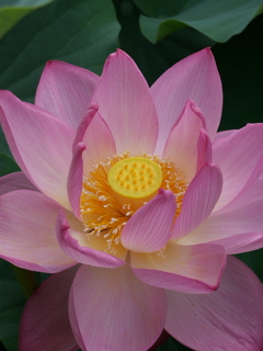 花言葉:神聖