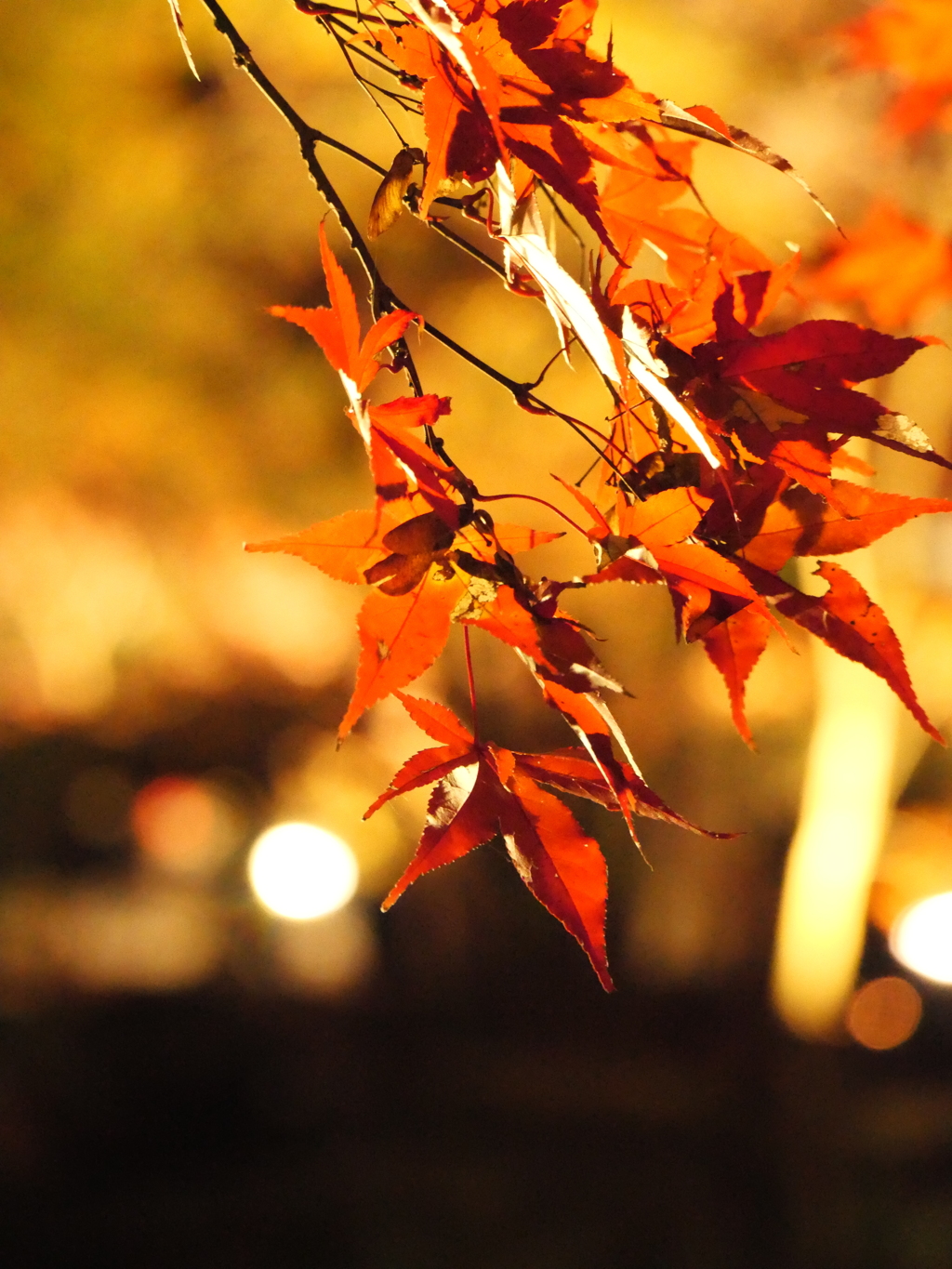 紅葉ライトアップ①