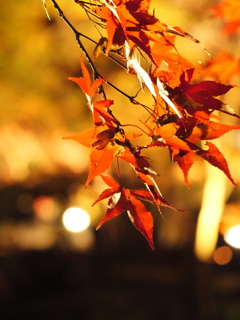 紅葉ライトアップ①