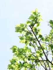 今年も