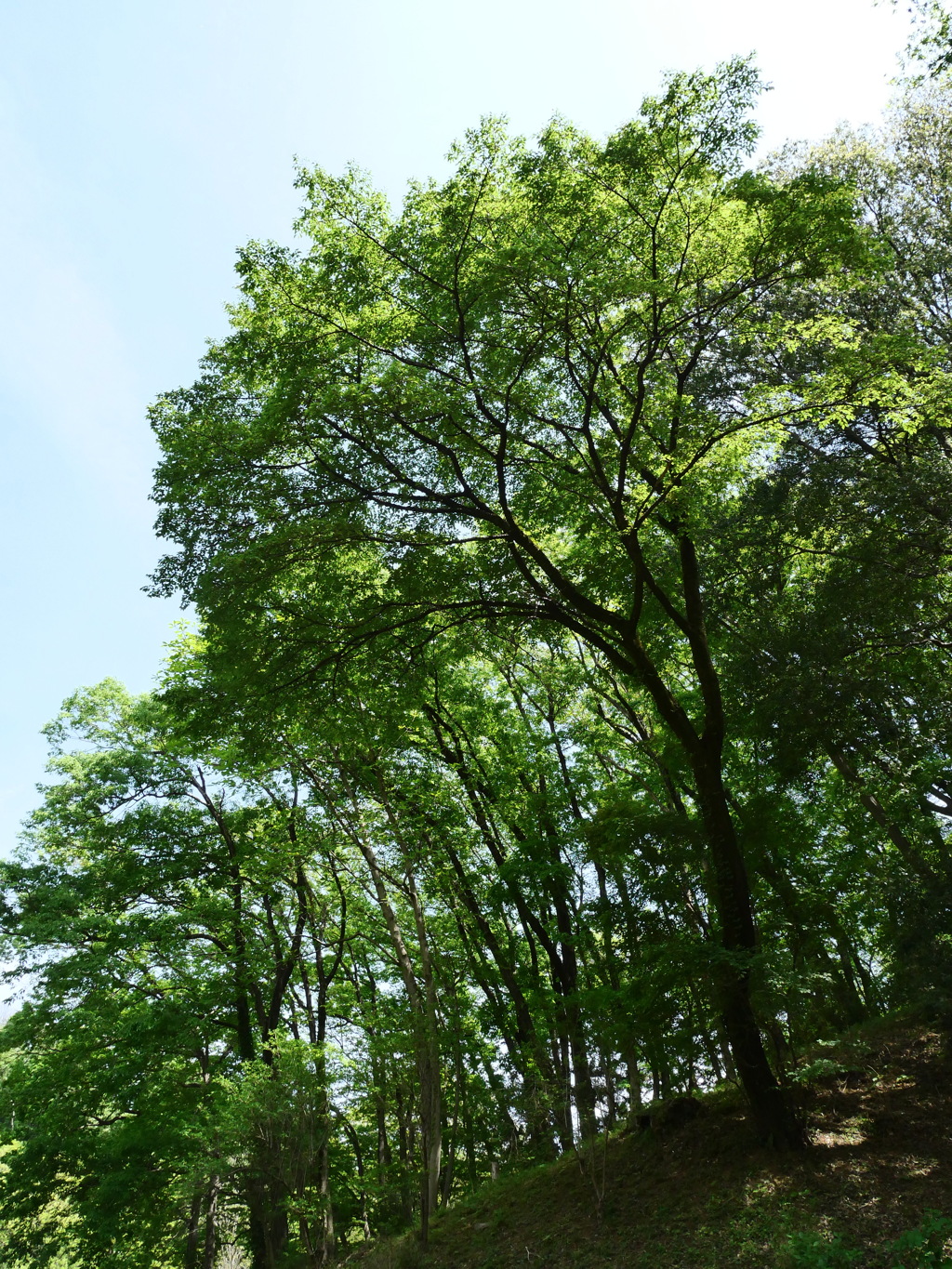 新緑の