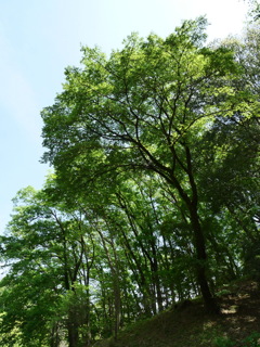 新緑の