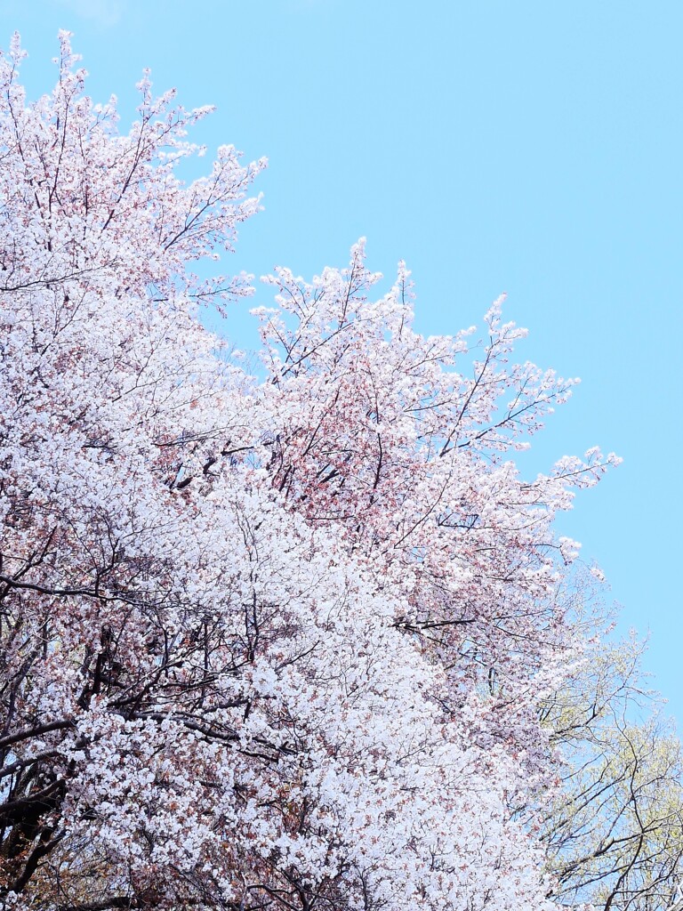 桜雲