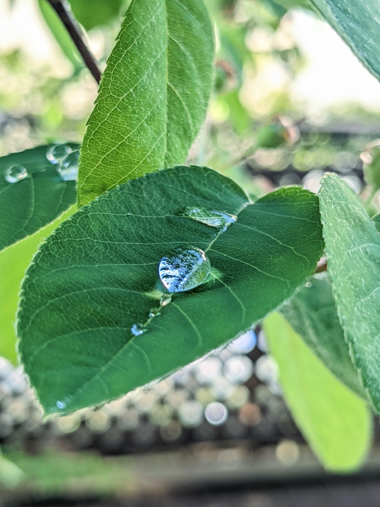 草雫