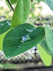 草雫