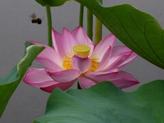 飛翔