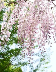 春風吹く中