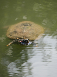 息継ぎ