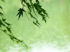 夏色もみじ
