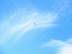浮きぐも