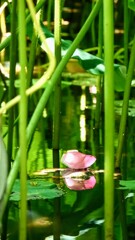 花筏