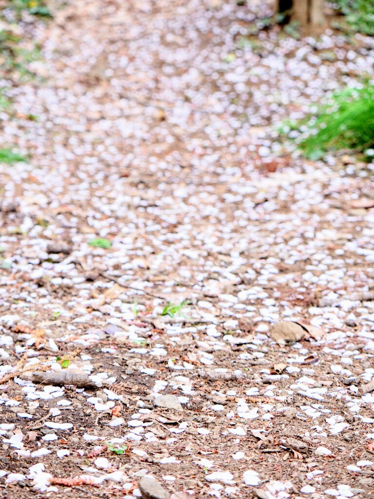花屑
