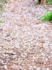 花屑