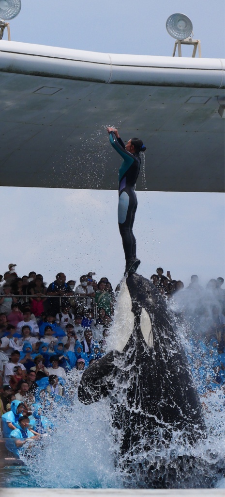 魅せる