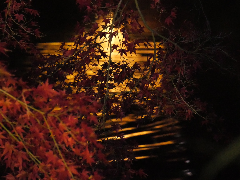 紅葉ライトアップ④