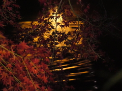 紅葉ライトアップ④