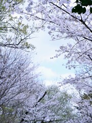 桜の間から