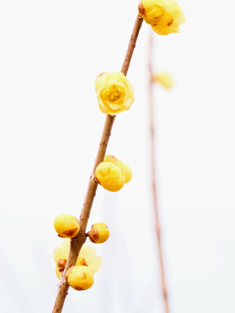 先導