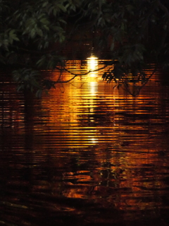 紅葉ライトアップ②