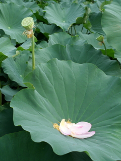 落花