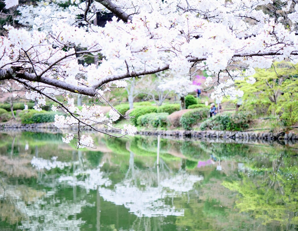 桜散歩