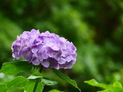 紫陽花