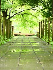 Green way