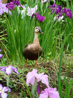 花咲く道で