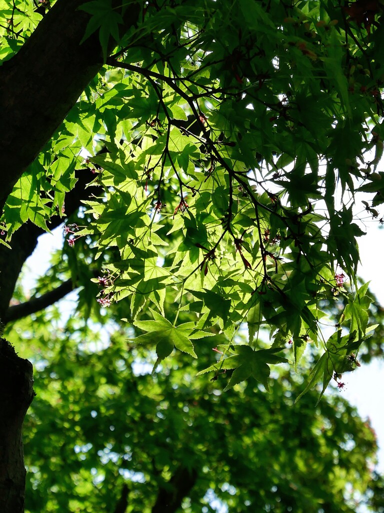 青葉
