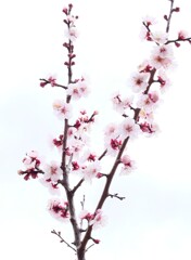 ほころぶ