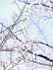 桜霞