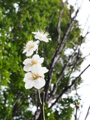 四つ子、凛と